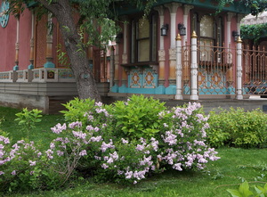 Сирень в городе