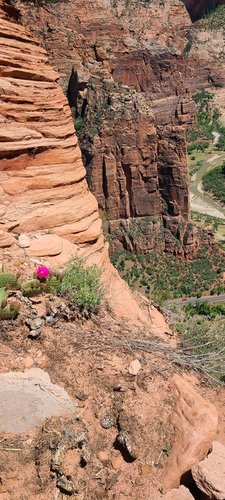 Одинокий цветок на скале