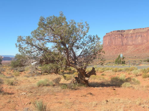 Дерево с завязанным стволом в Долине Монументов