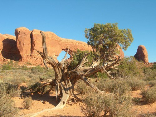 Противотанковое дерево в штате Юта