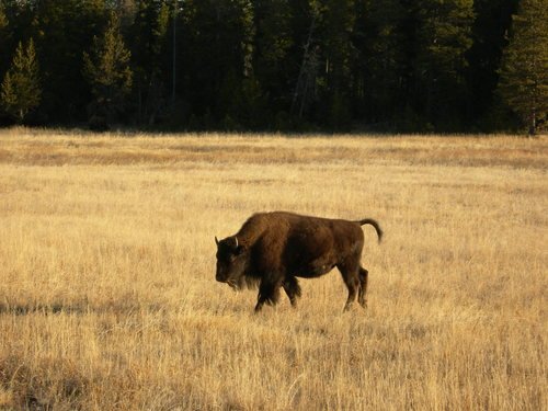 Йеллоустоун. Одинокий бизон.