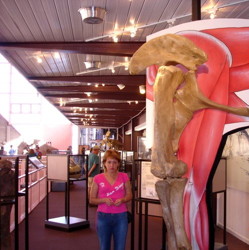 Музей динозавров в городке Вернал. Штат Юта.