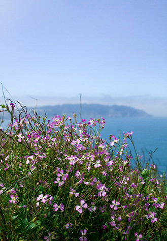Цветы на высоком берегу