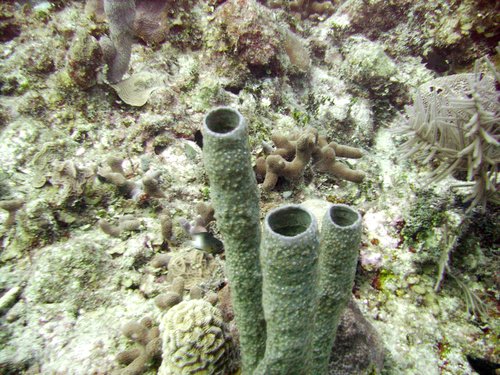 Странные предметы на дне Атлантики у Багамских островов