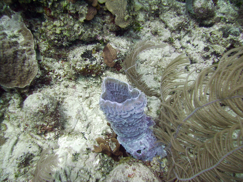 Гламурный голубой коралл с опахалом