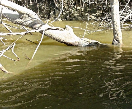 Кайманчик выбрался из воды погреться...