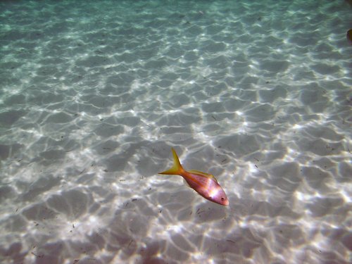 Рыбка из червонного золота