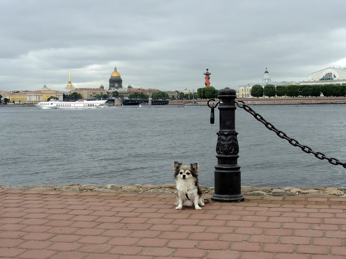 Животные спб. Заячий остров в Костроме. Животные Санкт-Петербурга фото. Выставка «серебряное ожерелье России на Заячьем острове. Лазарев Алексей Владимирович экскурсовод Заячий остров.