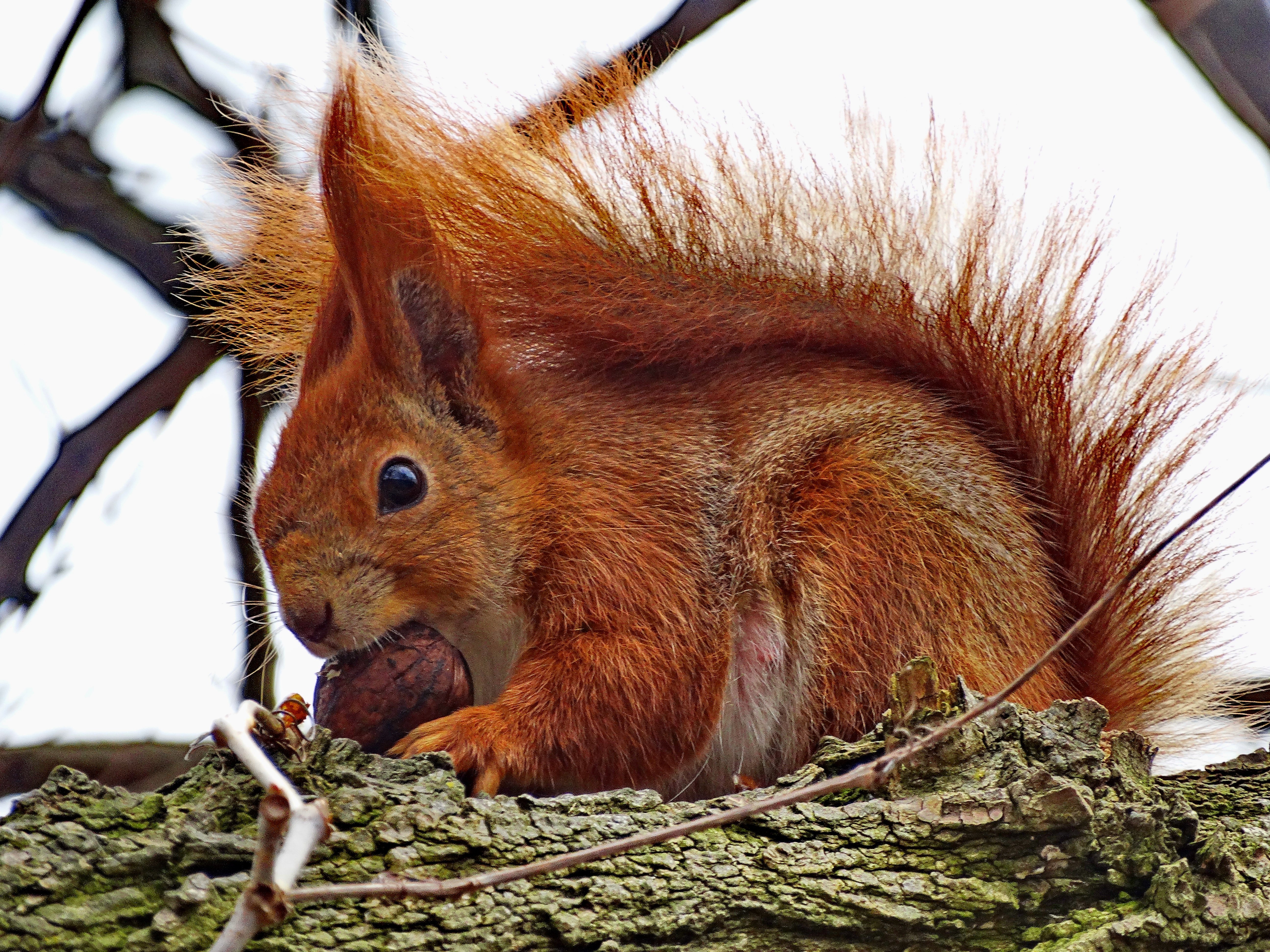 Векша. Белка обыкновенная – Sciurus vulgaris. Белка телеутка. Среднерусская белка, (Векша). Обыкновенная белка с бельчатами.