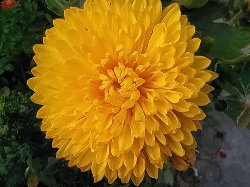 Золотой цветок - хризантема