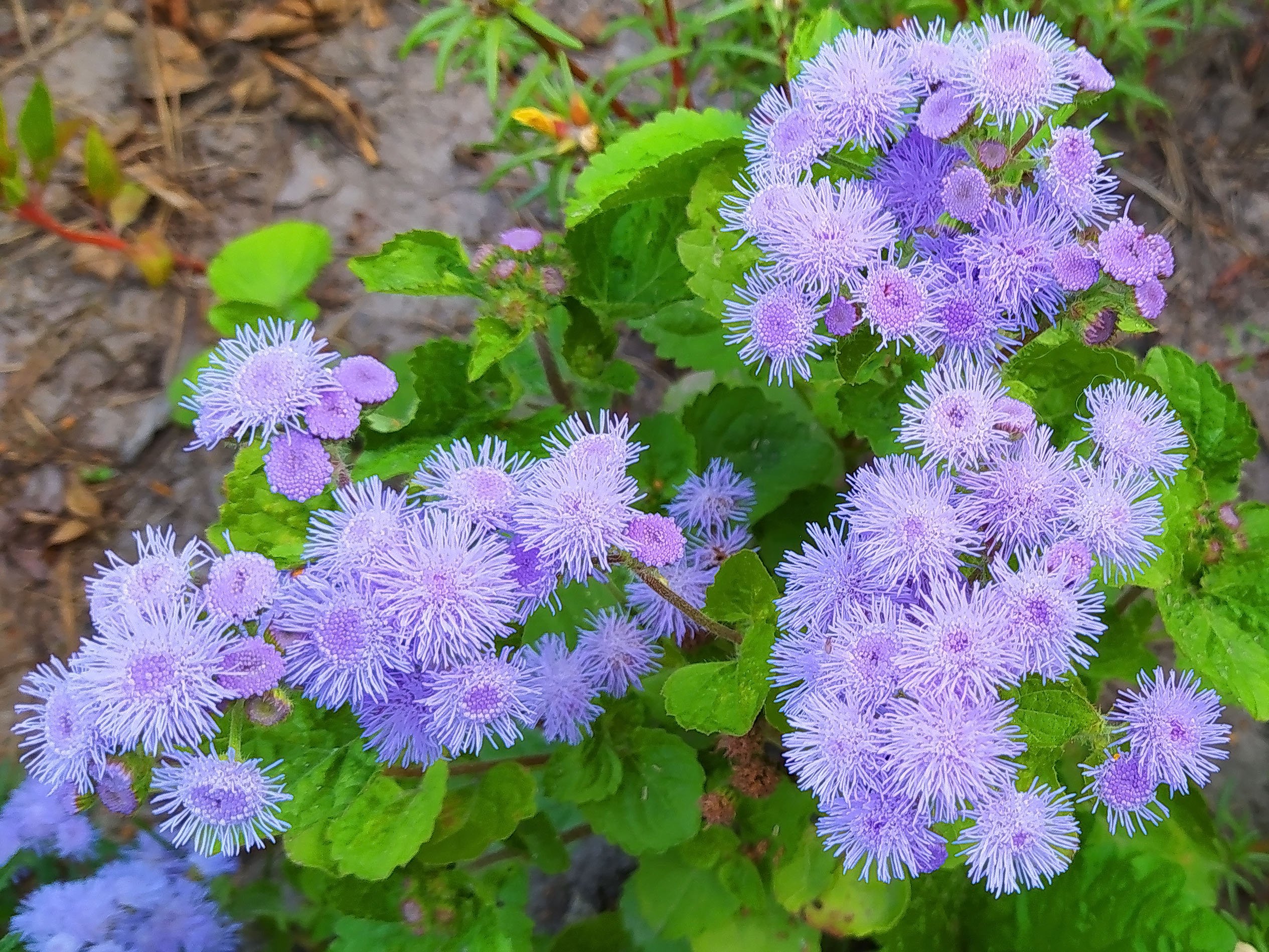 Цветы агератум посадка и уход в открытом. Агератум. Агератум Хоустона (Ageratum houstonianum). Агератум и астры. Агератум Блу Болл.