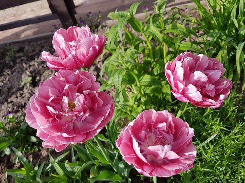 махровые тюльпаны