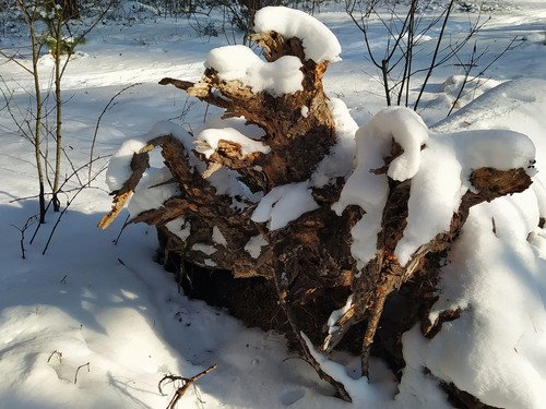 Многоголовая коряга в снежных шапках