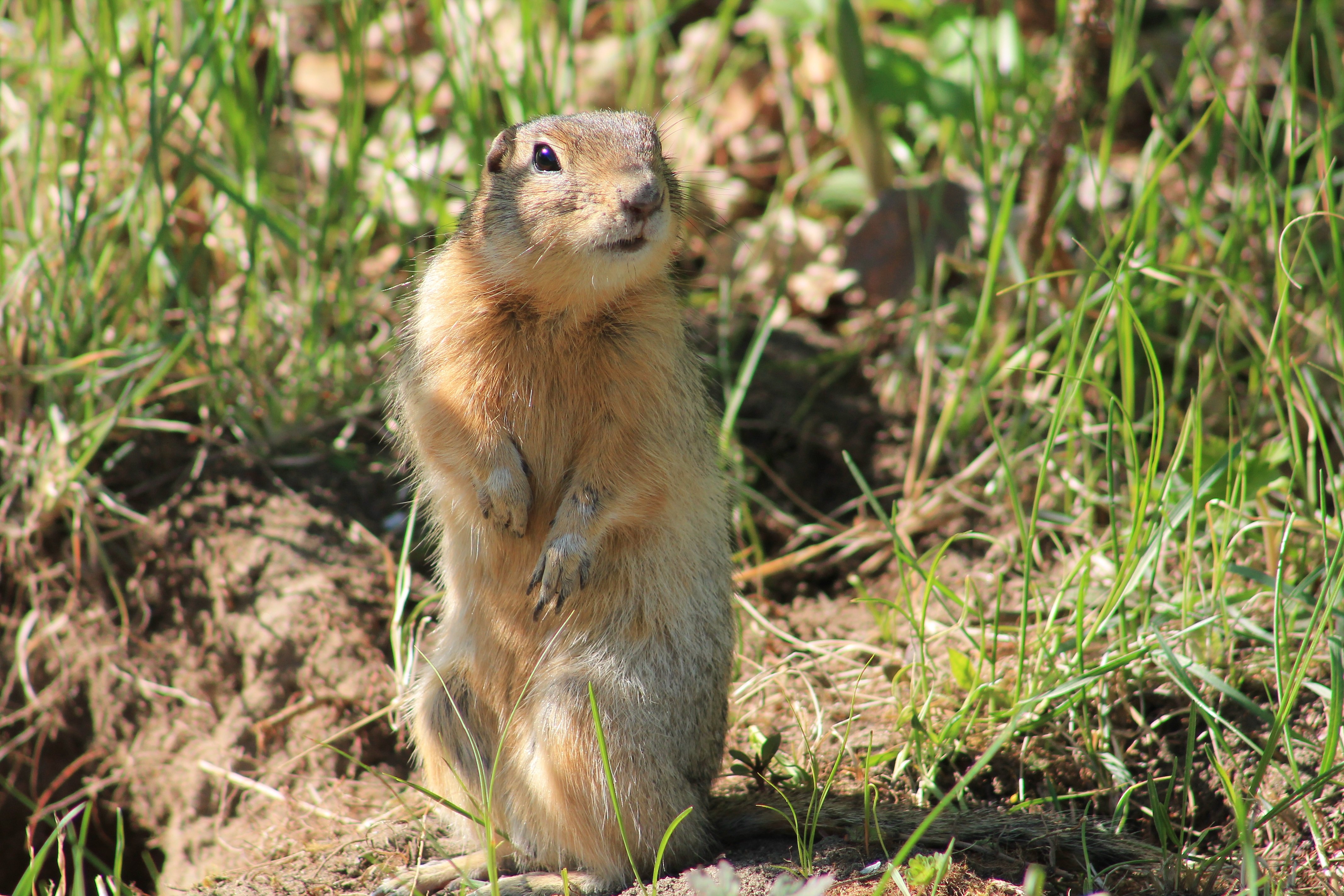 Ховрах. Айдахский суслик. Крапчатый суслик Spermophilus suslicus. Тринадцатиполосый суслик. Желтый суслик Spermophilus fulvus.