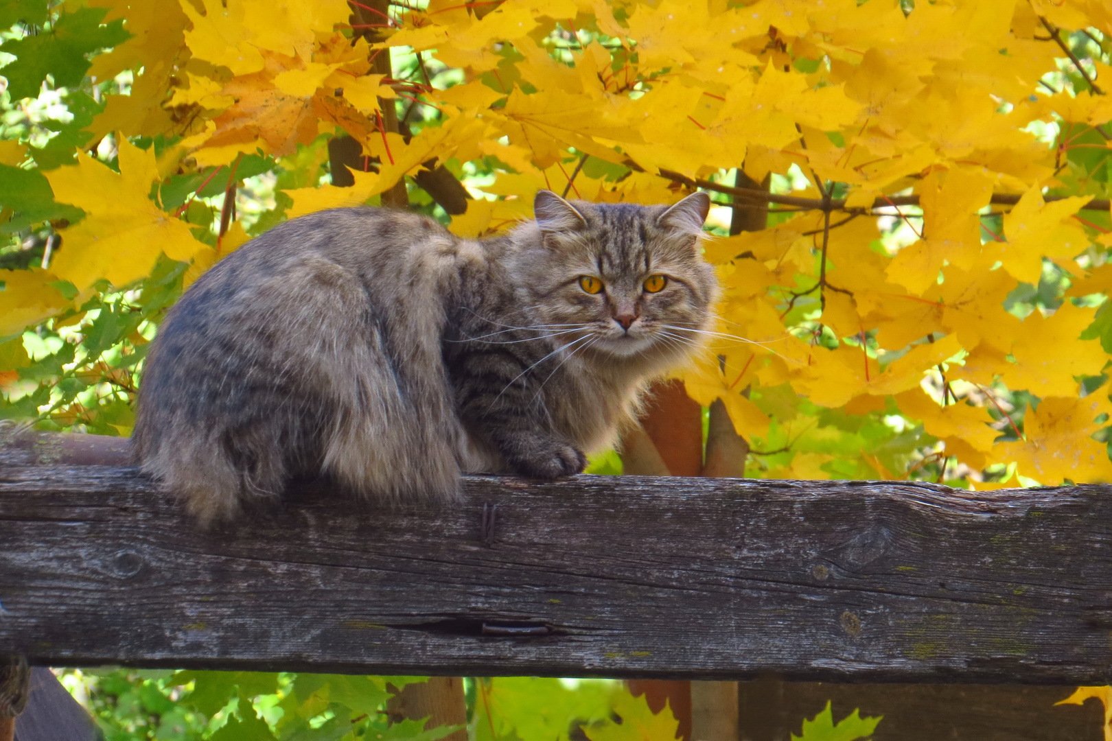 Осенняя Кошка Фото