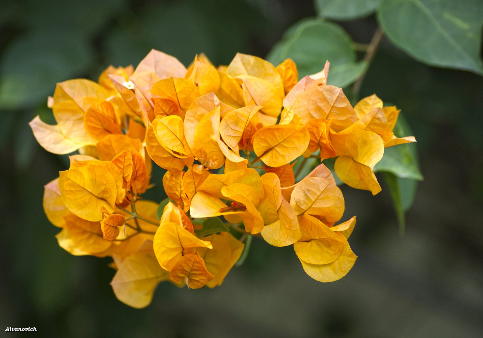 Бугенвиллия san diego red variegata фото