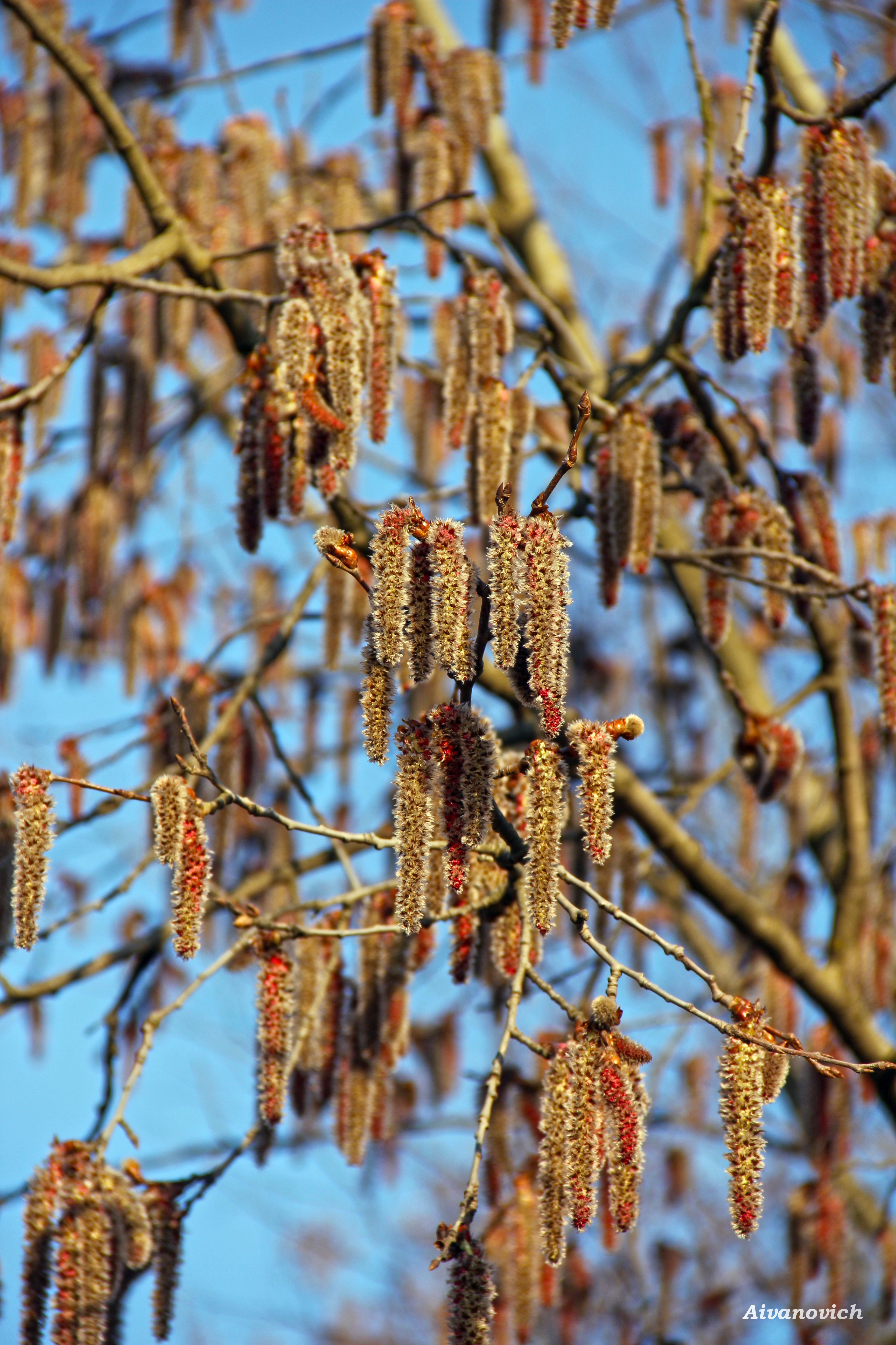 Деревья амурской области фото с названиями с сережками