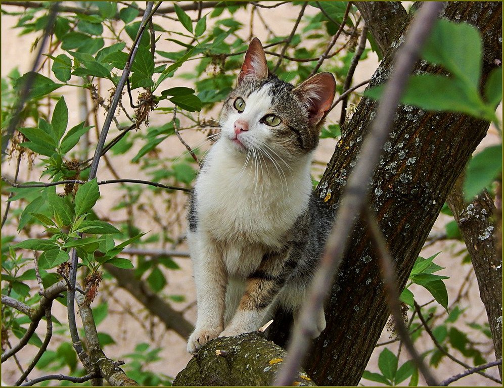 Дворовый это. Кот Васька дворовый. Дворовой кот Васька.