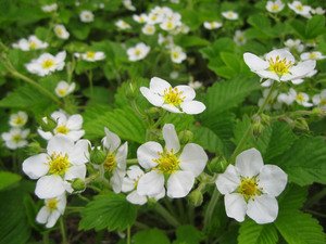Клубника зацвела в апреле. Клубника зацвела в апреле. Цветение клубники. Цветение клубники фото. Клубника цветет и плодоносит.