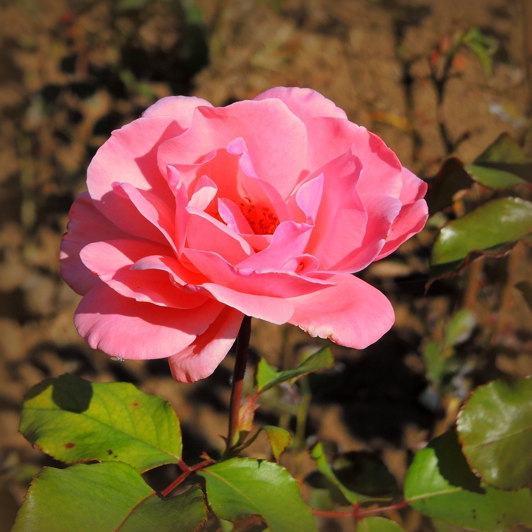 Казанлыкская роза