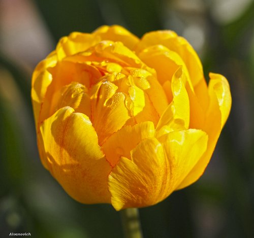 Желтые тюльпаны,  словно лучик света.