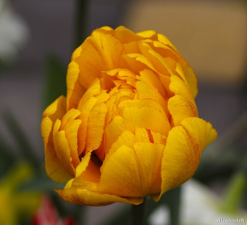 Желтые тюльпаны – золотое Солнце