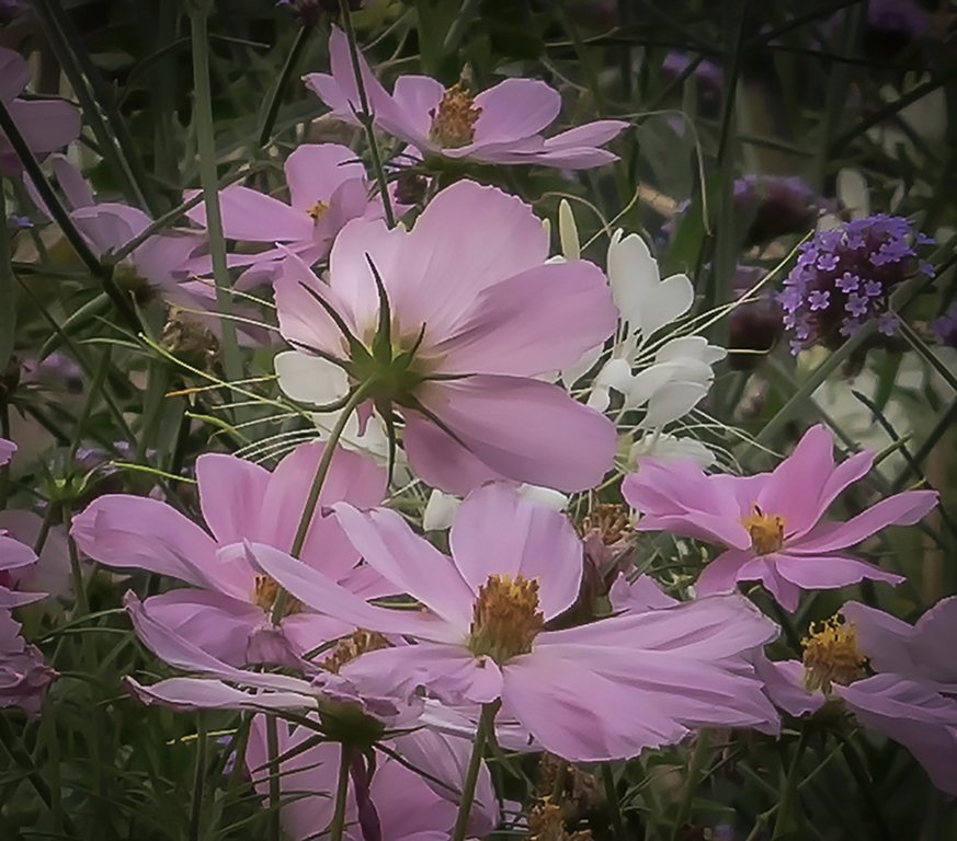 Листья космеи фото