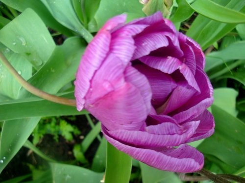 лиловый  тюльпан