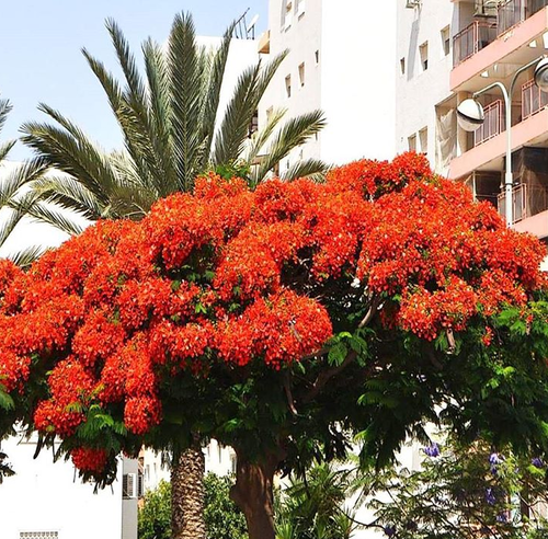 Природа Израиля