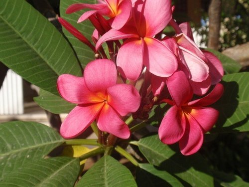 Природа Израиля