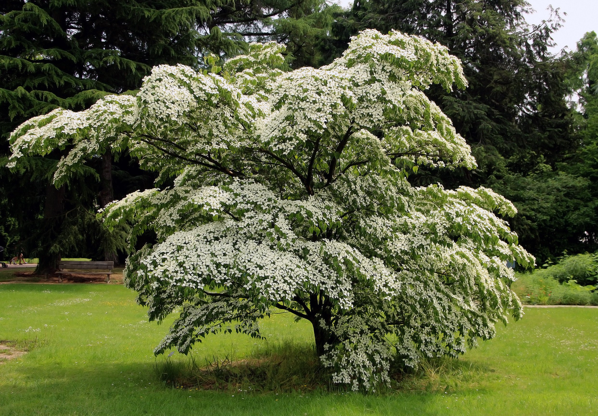 Кустарник со. Дерен Коуза китайский. Дерен Kousa. Дерен Cornus. Корнус Коуза.