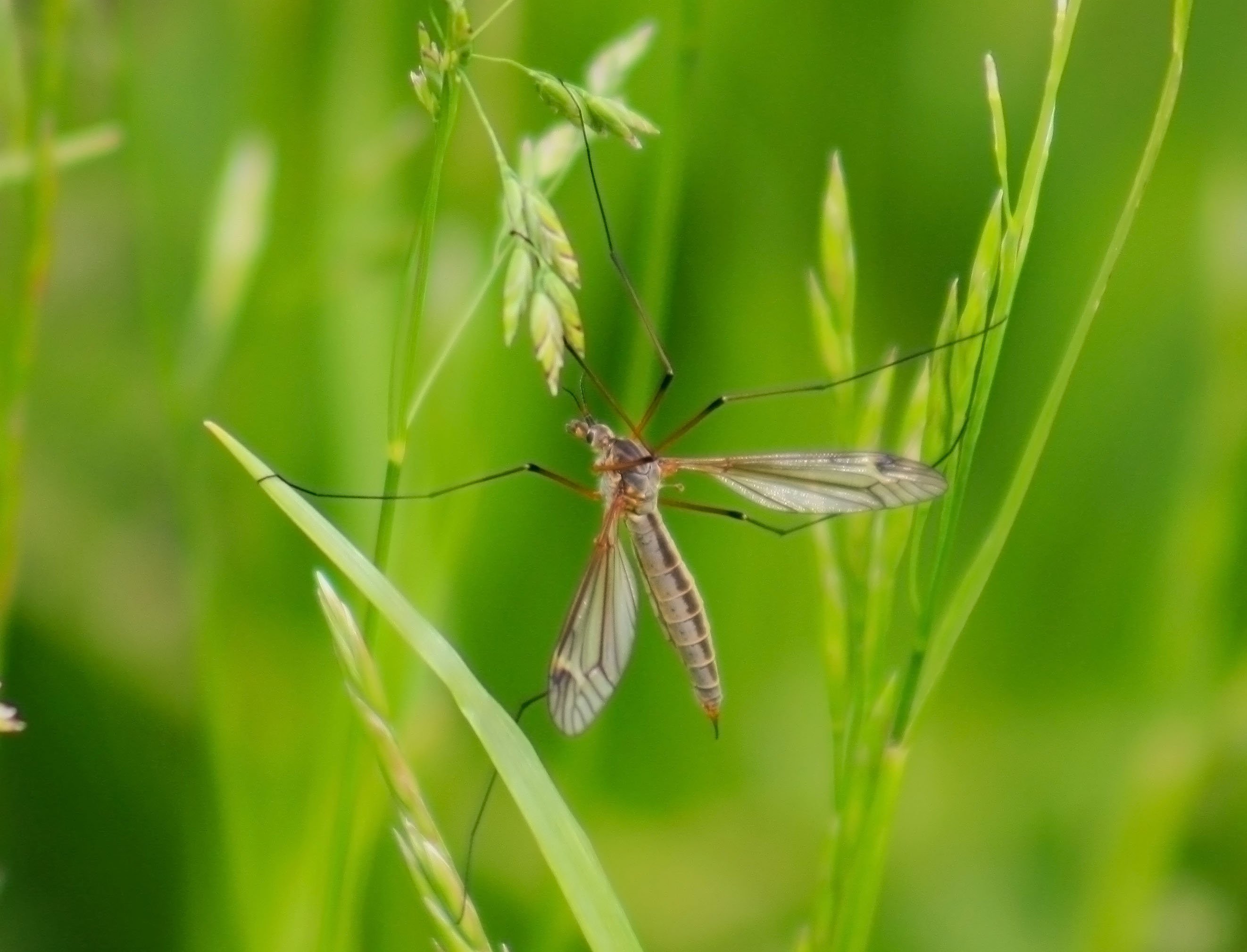 Виды комаров в россии с фото