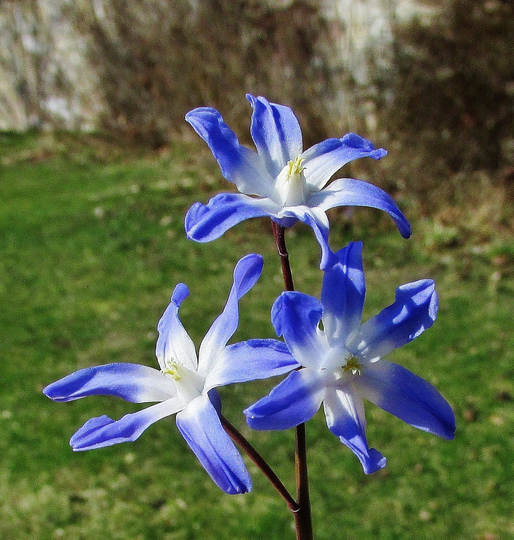 6 апреля цветы