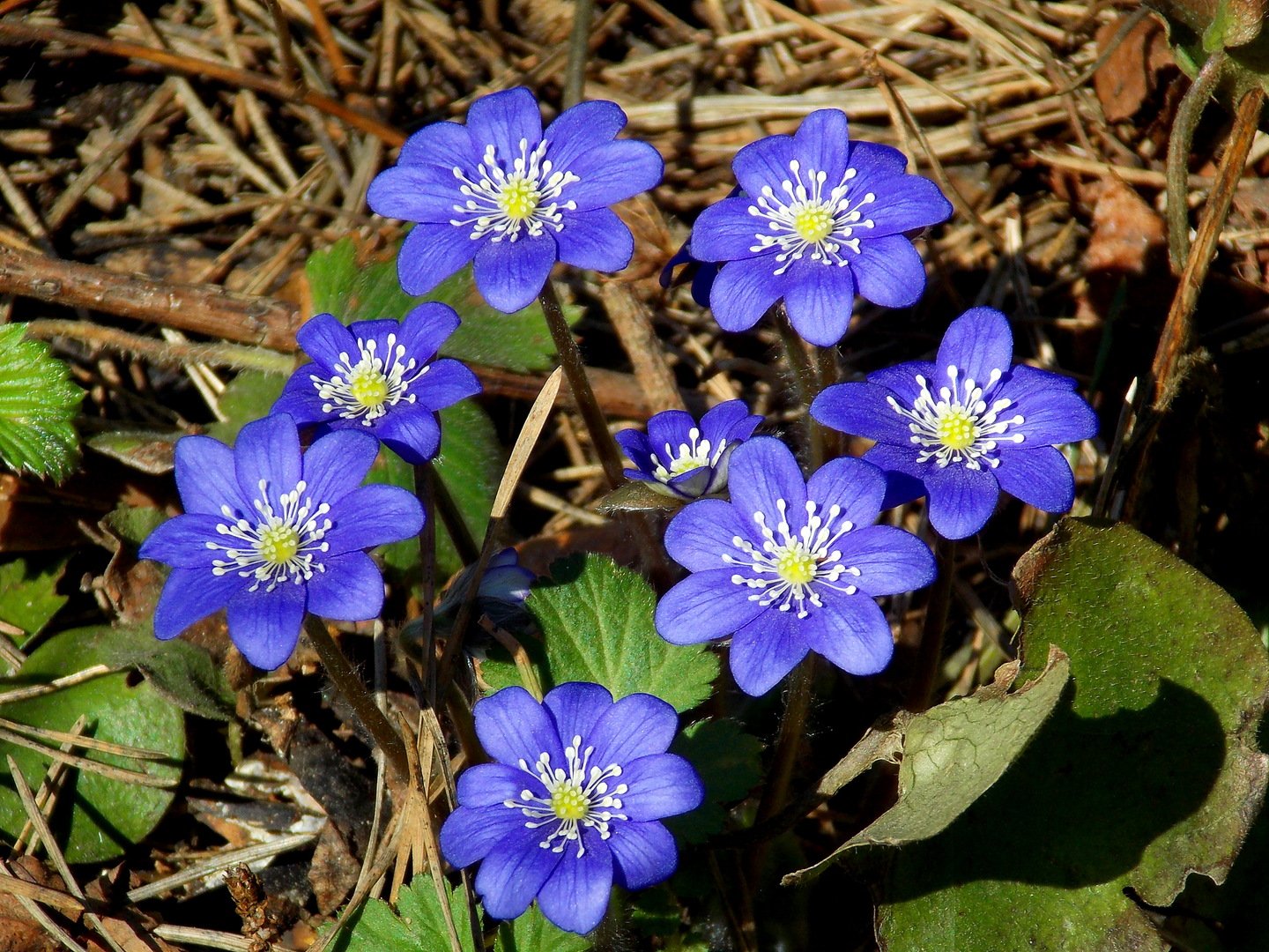 синие лесные цветы названия и фото