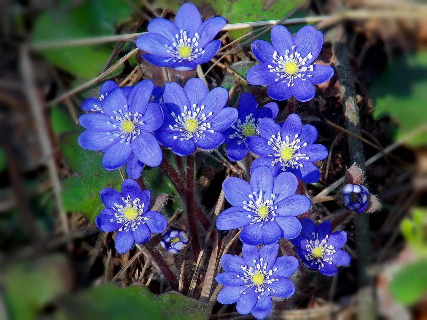 Печеночница благородная (hepatica Nobilis)