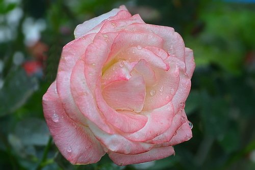 Капал дождь, роняя слёзы в лепестки прекрасной розы ...