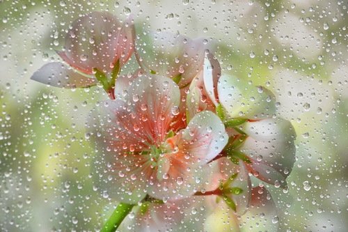 А за окном цветы умылись под дождём