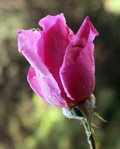 бутон розы в росе