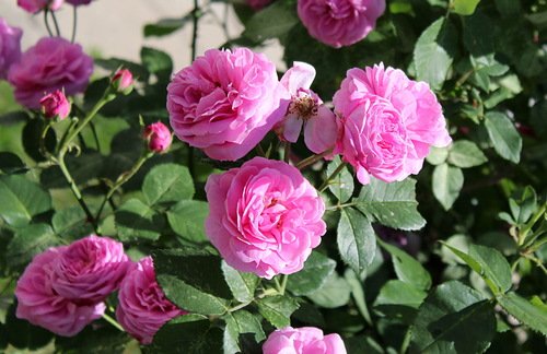 цветение розовой розы