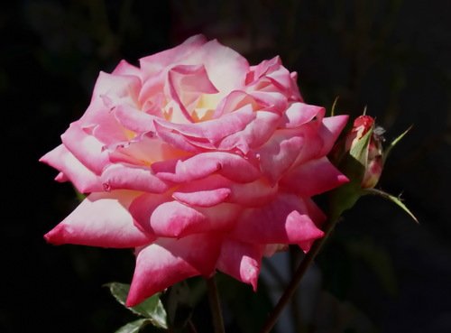 розовая роза с бутоном