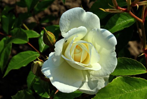 белая роза с бутонами