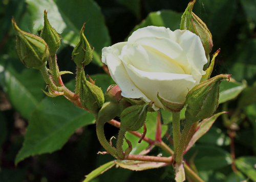 бутон белой розы