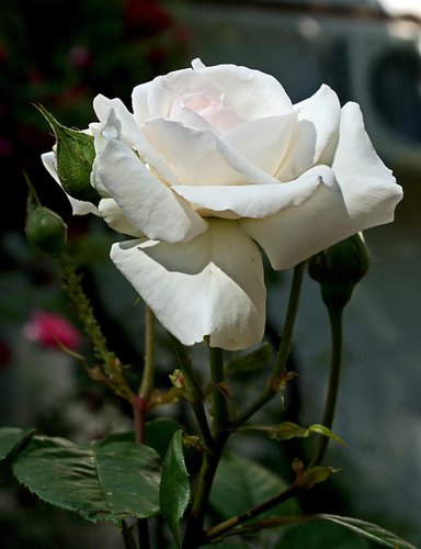 роза белая, роза нежная