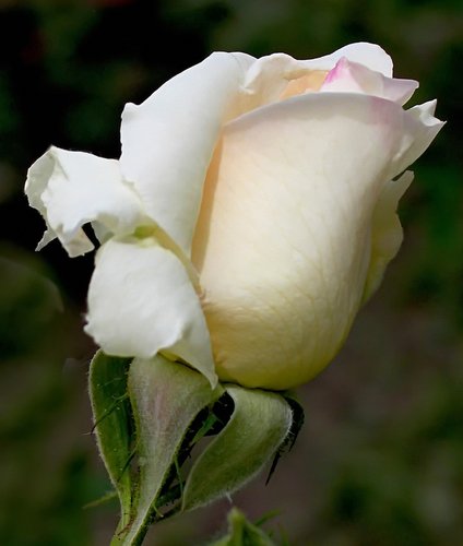бутон белой розы
