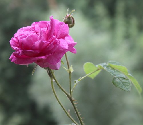 этюд с розовой розой
