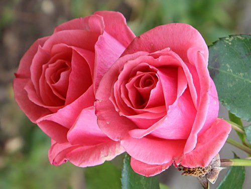 дуэт розовых роз