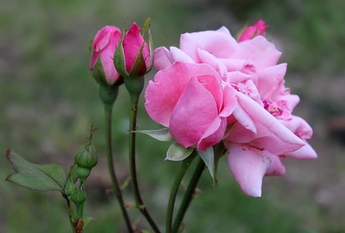 этюд с розовыми розами