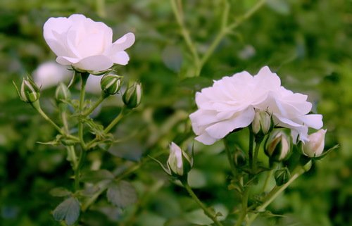 этюд с белыми розами