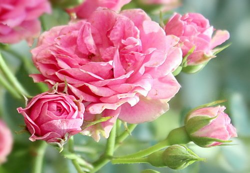 этюд с розовыми розами