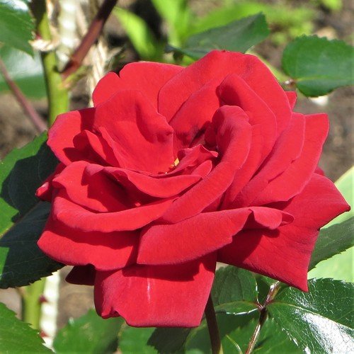 Роза алая